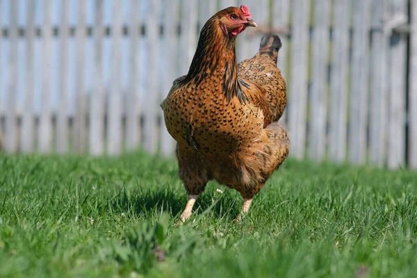 緑の草の中に赤い鶏が放牧されています 養鶏場 庭の鶏 — ストック写真