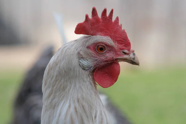 Chef För Vit Kyckling Närbild Försäljning Ägg Och Kycklingkött Hemma — Stockfoto