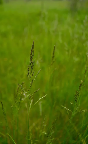 Tło Kolcami Trawy Trawa Polna Zbliżenie Nasion — Zdjęcie stockowe