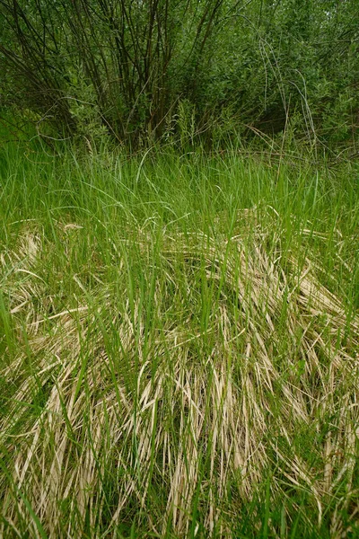 Young Green Grass Sprouts Old Dry Last Year Grass Herbal — Stock Photo, Image