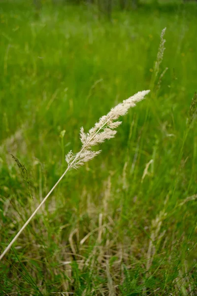 背景与小穗的青草 种子特写 — 图库照片