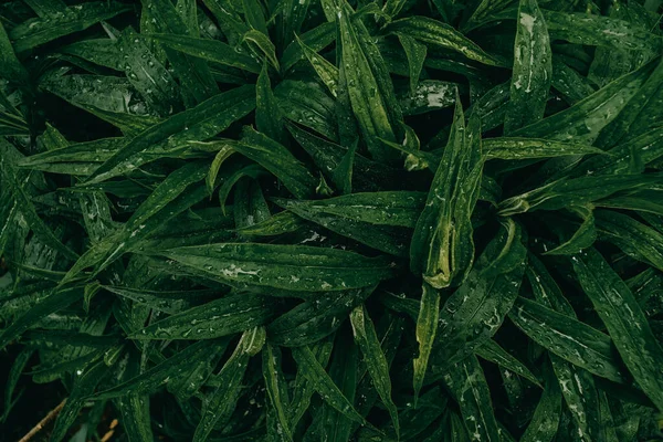 Yeşil Yaprakların Arkaplanı Bahar Tarlası Yaprakları Çiğ Damlalarıyla — Stok fotoğraf