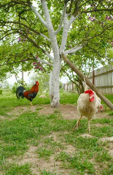Uma Galinha Branca Caminha Jardim Galo Vermelho Fundo Aves Domésticas — Fotografia de Stock