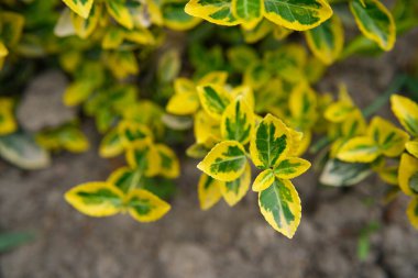 Yakın çekim, bir çalılığın canlı yeşil ve sarı yapraklarını yakalar, eşsiz desenlerini ve parlak renklerini bulanık bir arka planda gösterir..