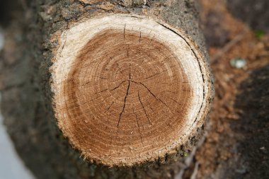 Ayrıntılı, yüksek açılı yakın çekim, ağaç gövdesi ya da büyük bir dalın yeni kesilmiş kesiminde, belirgin samanlık ve sağlıklı ahşap ile her yıl oluşan büyüme halkalarının karmaşık desenlerini gözler önüne serer.. 