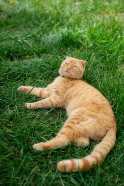 Yakından bakıldığında, parlak sarı-turuncu gözlü, yeşil çimenlerin arasında uzanmış, doğrudan izleyiciye bakan sevimli bir kızıl kediyi yakalıyor..