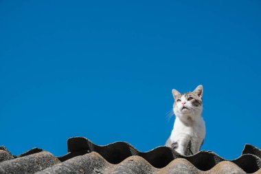 Pembe burunlu beyaz ve gri tekir bir kedinin çarpıcı düşük açılı görüntüsü, dokulu, dalgalı bir çatıya güvenle tünemiş, özenle yukarı bakıyor, açık, parlak mavi bir gökyüzü gibi.