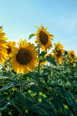 Geniş açılı bir manzara, parlak, bulutsuz mavi gökyüzüne bakan parlak sarı başlarıyla, bereketli bir yaz hasadını simgeleyen, gelişmekte olan bir ayçiçeği tarlası yakalar..
