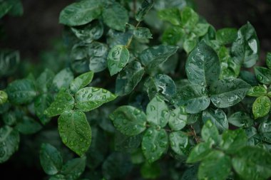 Çok sayıda koyu yeşil yaprak yakın çekim, muhtemelen bir gül çalısı ya da benzer bitki, cömertçe süslenmiş su damlacıkları ile yakın zamanda yağmur veya sabah çiğ.