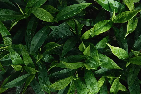 Sayısız koyu yeşil yaprağın yukarıdan görünüşü, muhtemelen tropikal bir bitkiden, cömertçe tatlı su damlacıklarıyla kaplı.