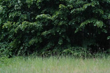 Çimenli bir ön planı olan yoğun yeşil yaprakların canlı bir sahnesi, doğal huzurun özünü yakalıyor..