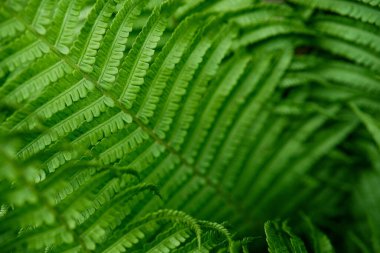 Bu detaylı yakın çekim, parlak yeşil eğreltiotu yapraklarının doğal güzelliğini yakalar. Hassas, karmaşık yapılarını ve canlı renklerini doğal bir ortamda gösterir..