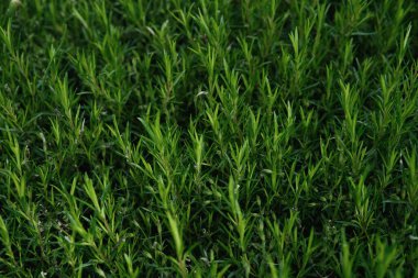 Görüntü, yoğun bir şekilde büyüyen sayısız ince ve canlı yeşil yaprağın detaylı bir görüntüsünü sunuyor, zengin dokulu bir yüzey oluşturuyor..