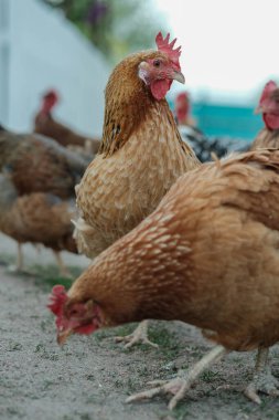 Kırmızı taraklı ve boynuzlu bir grup kahverengi tavuk toprak zemini gagalıyor ve tırmalıyor, muhtemelen yiyecek arıyorlar, doğal bir açık hava ortamında.. 