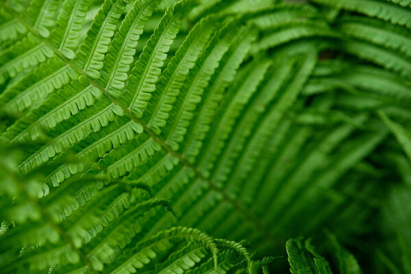Этот детальный крупным планом снимок захватывает пышную, естественную красоту ярко-зеленых папоротников, демонстрируя их деликатную, сложную структуру и яркий цвет в естественной обстановке.