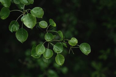 Yakından bakınca, birçoğu parlayan yağmur damlaları gösteren yuvarlak yeşil yapraklarla süslenmiş bir dal yakalıyor. Yapraklar birincil odak noktasıdır, karanlığa karşı keskin bir şekilde tanımlanır.