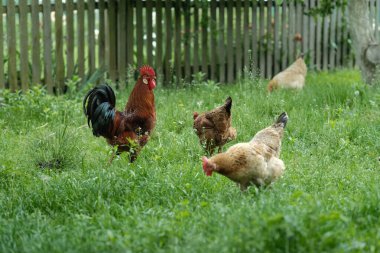 Siyah kuyruklu gururlu bir kahverengi horoz birkaç tavuk tarafından çevrelenmiş yemyeşil çimlerde belirgin bir şekilde duruyor. Kırsal bir ahşap çit arka planı tanımlar.