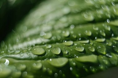 Birden fazla geniş, tırtıklı yeşil yaprak yakın çekim, muhtemelen bir Hosta bitkisinden, bir dizi köpüklü su damlacıkları ile süslenmiş