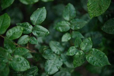 Çok sayıda koyu yeşil yaprak yakın çekim, muhtemelen bir gül çalısı ya da benzer bitki, cömertçe süslenmiş su damlacıkları ile yakın zamanda yağmur veya sabah çiğ.