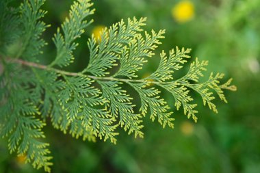 Yakın plan çekimde sedir ağacının ince, tüylü dokusu, parlak yeşil uçlarıyla, yumuşak, bulanık doğal bir arka planda yer alır..