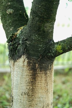 Bir ağaç gövdesinin dikey yakın çekimi, pürüzsüz, açık renkli alt kabuğu ile dalların ortaya çıktığı düz, koyu renkli üst kısımları arasındaki zıtlığı vurgular..