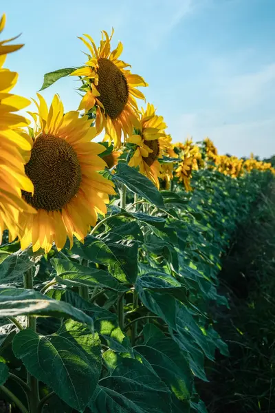 Geniş açılı bir manzara, parlak, bulutsuz mavi gökyüzüne bakan parlak sarı başlarıyla, bereketli bir yaz hasadını simgeleyen, gelişmekte olan bir ayçiçeği tarlası yakalar..