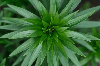 Bu yukarıdan çekimde canlı yeşil bir bitki, muhtemelen bir zambak ya da fritillaria, merkezden dışa doğru dönen çok sayıda dar yaprak, sıkıca sarmalanmış bir tomurcuğa sahip..