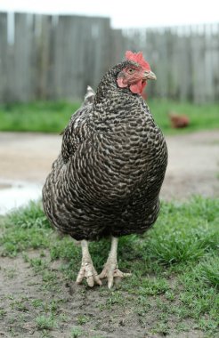 Bu portre, belirgin siyah ve beyaz çizgili tüyleri ve parlak kırmızı bir tarağı olan çarpıcı bir Plymouth Rock tavuğunu içerir..