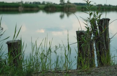 Sakin, alçak açılı bir göl kenarı manzarası sudan yükselen, yemyeşil çimenler ve ince bitkilerle çevrili dört aşınmış ahşap direğe sahiptir..