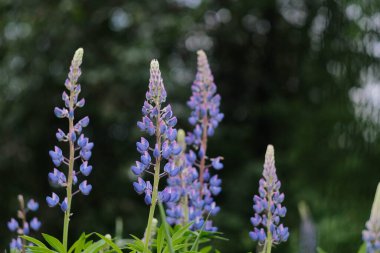 Göz kamaştırıcı mavi lupin çiçekleri güzel bulanık bir arka plana karşı dimdik ayakta duruyor, izleyiciyi büyülüyor.