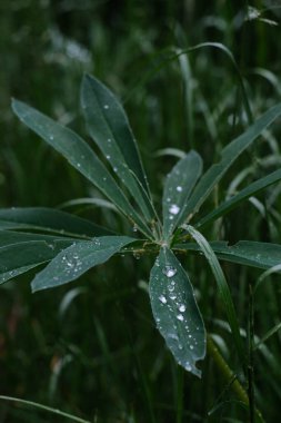 Işıl ışıl çiğ damlalarıyla süslenmiş canlı yeşil yapraklar, güzelliği ve tazeliği gözler önüne seriyor.