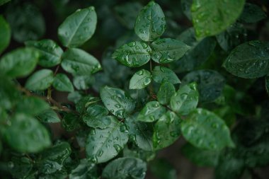 Çok sayıda koyu yeşil yaprak yakın çekim, muhtemelen bir gül çalısı ya da benzer bitki, cömertçe süslenmiş su damlacıkları ile yakın zamanda yağmur veya sabah çiğ.