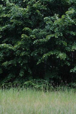 Çimenli bir ön planı olan yoğun yeşil yaprakların canlı bir sahnesi, doğal huzurun özünü yakalıyor..