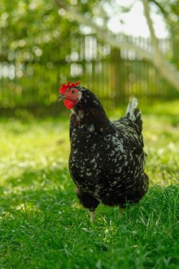 Beyaz benekli siyah bir tavuk ve belirgin kırmızı bir tarak ve gerdan canlı yeşil çimenlerin üzerinde duruyor..