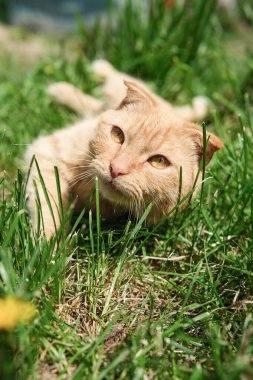 Yakından bakıldığında, parlak sarı-turuncu gözlü, yeşil çimenlerin arasında uzanmış, doğrudan izleyiciye bakan sevimli bir kızıl kediyi yakalıyor..