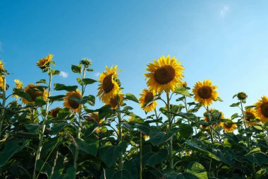 Geniş açılı bir manzara, parlak, bulutsuz mavi gökyüzüne bakan parlak sarı başlarıyla, bereketli bir yaz hasadını simgeleyen, gelişmekte olan bir ayçiçeği tarlası yakalar..