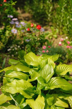 Ön planda geniş ve geniş bir Hosta yaprakları kümesi var. Açık damar desenlerini gösteren açık yeşil bir gölge..