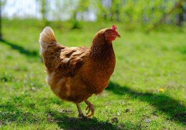 Sağlıklı görünümlü, kırmızımsı kahverengi bir tavuk belirgin bir kırmızı tarakla çimenli bir arazide, sıcak güneş ışığıyla yıkanmış, bulanık doğal bir arka planla orta adımda yakalanır..