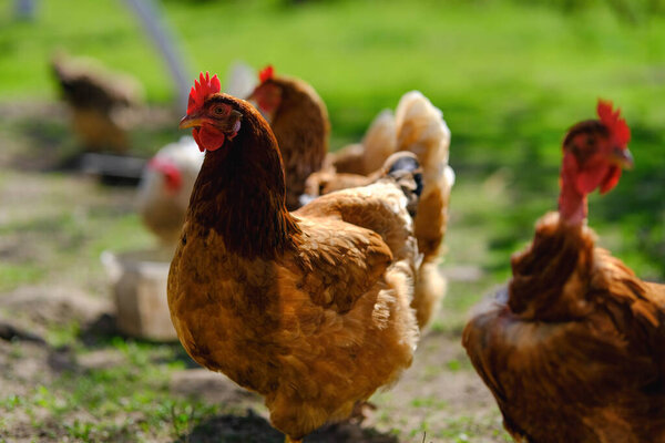 Several chickens with reddish-brown feathers and red combs are seen on a patch of green grass and dirt. The focus is on a hen in the foreground.