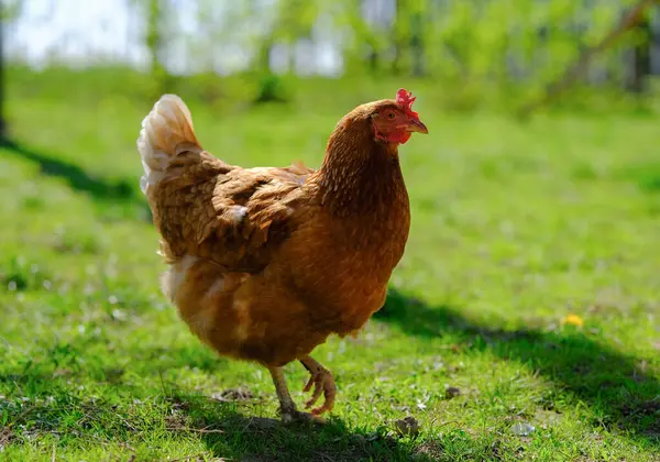 Sağlıklı görünümlü, kırmızımsı kahverengi bir tavuk belirgin bir kırmızı tarakla çimenli bir arazide, sıcak güneş ışığıyla yıkanmış, bulanık doğal bir arka planla orta adımda yakalanır..