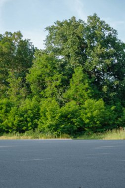 Boş bir asfalt yol, parlak, hafif sisli bir gökyüzü altında çeşitli yeşil ağaçlardan oluşan sık bir orman tarafından çevrelenmiş mesafeye kadar uzanır..
