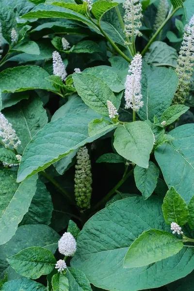 Çerçeveye büyük, desenli yeşil yapraklar hükmediyor. Dikenli beyaz çiçek dikenleri ve gelişmekte olan böğürtlenlerle karışıyor..
