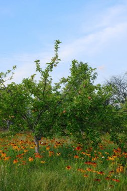 Nefes kesici bir manzara çiçek açan ağaçlar, canlı kır çiçekleri ve berrak, mavi bir gökyüzü.