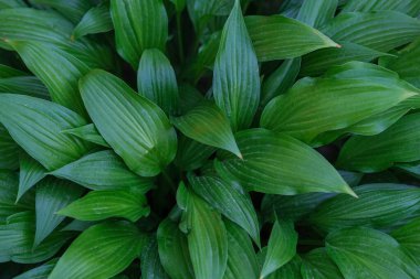 Yeşil yaprakların arka planı. Yoğun yaprak korusu.