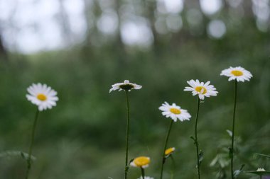 Mavi gökyüzünün altında canlı yeşil bir çayırda çiçek açan papatyaların olduğu güzel ve huzurlu bir manzara.