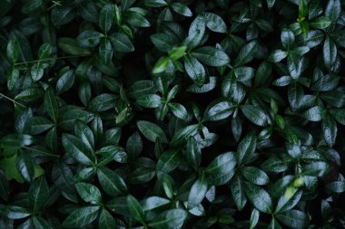Düşük büyüyen bir bitkinin sayısız küçük, ovat, koyu yeşil yapraklarının tam kare görüntüsü pürüzsüz ve yansıtıcı yüzeylerini gösteriyor..