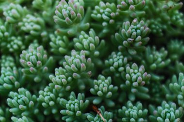 Bu makro çekim, ince pembe kenarlı ve dokulu yüzeyli soluk yeşil yapraklarını göstererek doğal bir halı oluşturan küçük, dolgun sulu bir küme vurgular..