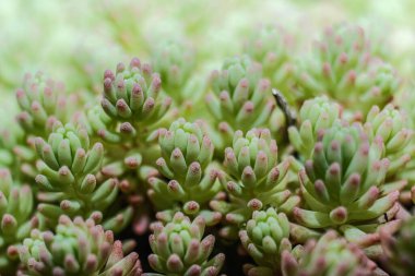 Bu makro çekim, ince pembe kenarlı ve dokulu yüzeyli soluk yeşil yapraklarını göstererek doğal bir halı oluşturan küçük, dolgun sulu bir küme vurgular..