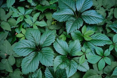 Yakından, yemyeşil Virginia Creeper yapraklarının tam kare görüntüsü karakteristik beş yapraklı yapılarını ve desenli yüzey dokusunu gözler önüne seriyor..