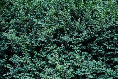 Kalın, canlı yeşil bir çalılığın tam çerçeve, yakın çekim görüntüsü, küçük, üst üste binen yapraklar, zengin bir doğal doku ve derinlik yaratır..